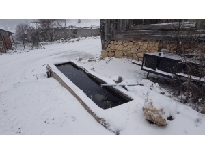 Telef Olan Balıklardan Geriye Kalanları Çeşme Oluğunda Besliyorlar