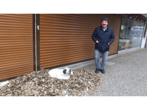 Burhaniye’de Tarihi Meşelerin Yaprakları Sokak Hayvanlarına Yatak Oldu