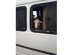 Jandarma Denetiminde Durdurulan Araçtan 15 Adet Küpesiz Koyun Çıktı