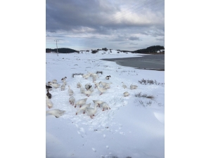 Buz Tutan Gölde Kartpostallık Görüntüler Oluştu