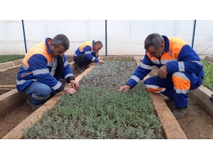 Kozan’da Lavanta Yetiştiriciliği