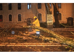 Beşiktaş Dolmabahçe’de Yola Devrilme Tehlikesi Bulunan Ağaç Kesildi