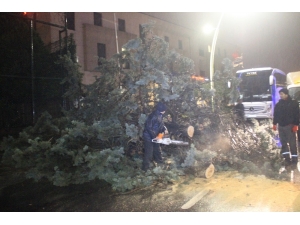 İstanbul’da Fırtına Çatıları Uçurdu, Ağaçları Devirdi