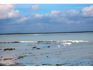 2 Ay Önce Kuruyan Göle Yağışla Birlikte Kuşlar Akın Etti