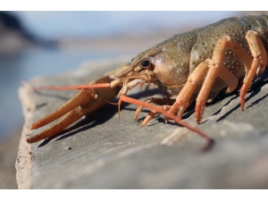 Van Gölü Havzası’nda Yabancı Tür Tehlikesi