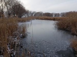Sultan Sazlığı’ndaki Göl Soğuk Havada Buz Tuttu