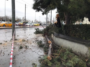 Kadıköy’de Enerji Teline Ağaç Devrilmesiyle Nostaljik Tramvay Seferleri Bir Süre Durdu