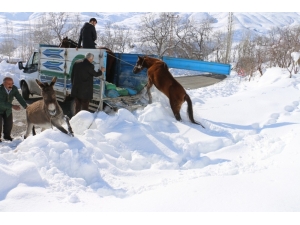 Hakkari’deki Sahipsiz Atlara Vatandaşlar Sahip Çıktı