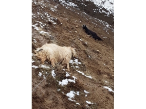 Elektrik Akımına Kapılan Keçiler Telef Oldu