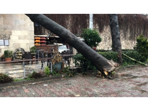 Çatısına Ağaç Düşen 234 Yıllık Tarihi Sebil Zarar Gördü