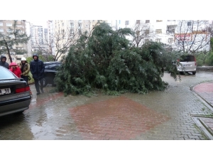 Kartal’da Devrilen Ağaç İki Aracın Üzerine Düştü