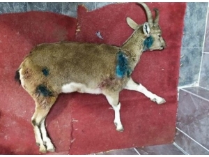 Yaralı Bulunan Dağ Keçisi Kurtarılamadı