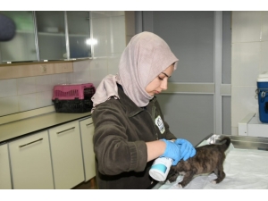Soğukta Kalan Yavru Köpeğe Belediye Ekipleri Sahip Çıktı