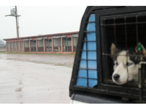 Sakarya’da Köpeklerin Birbirlerini Yediği İddiası