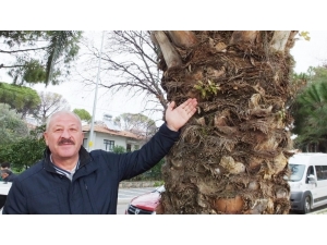 Palmiye Ağacının Gövdesinden İncir Ve Meşe Çıktı