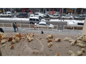 Belediye Çalışanları Kuşlar İçin Yiyecek Bıraktı