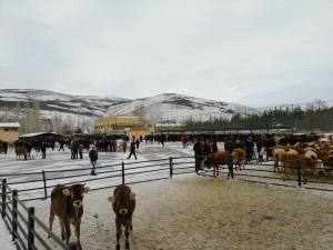 Bayburt Belediyesi Canlı Hayvan Pazarında Hizmet Vermeye Devam Ediyor