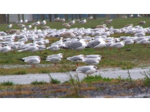 Binlerce Martı Fırtınadan Kaçtı