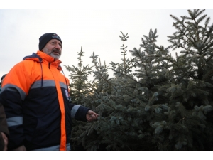 Türkiye’nin En Kapsamlı Fidanlığı Kocasinan’da