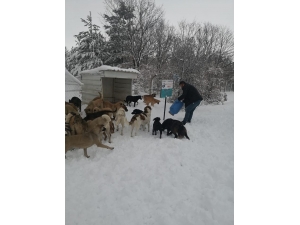 Sokak Hayvanlarına Yiyecek Bırakıldı