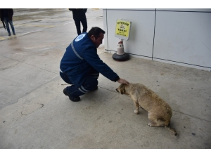 Hayvan Dostu Biga Belediyesi