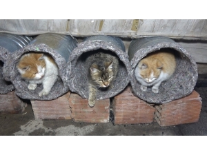 Eski Su Bidonlarını Ve Battaniyeleri Kedi Yuvasına Dönüştürdü