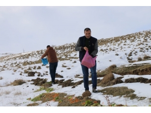 Tatvan’da Yabani Hayvanlar İçin Doğaya Yiyecek Bırakıldı