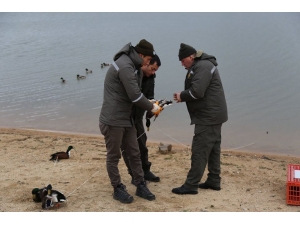 Yeşilbaşlı Ördekler Tedavi Altına Alındı