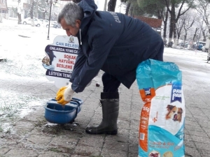 Çan Belediyesi Sokak Hayvanlarını Unutmadı