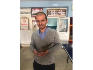 Okul Müdürü Kanadı Kırılan Kumruyu Tedavi Ettirip Sahiplendi