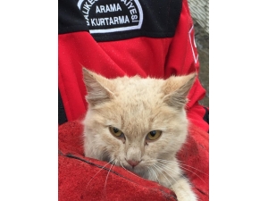 Kanala Düşen Yavru Kedi Kurtarıldı