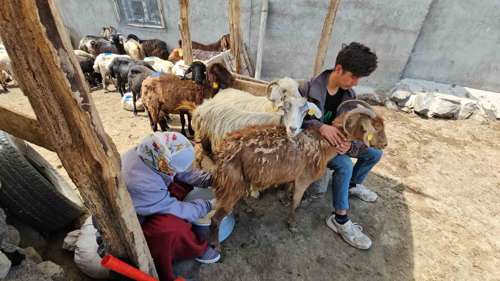 adilcevaz-da-yaylacilarin-yaz-mesaisi-devam-ediyor