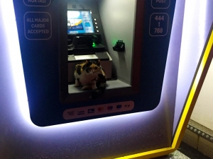Sokak Kedisi Fırtınadan Atm’ye Sığındı
