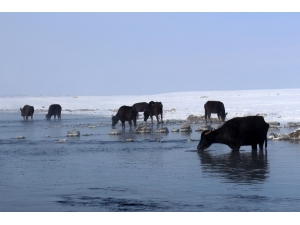 Eksi 20 Derecede Mandaların Suda Yeşil Ot Ziyafeti