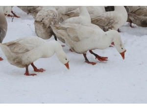Güroymak Kazı, Kars Kazına Rakip Oldu