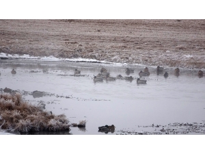 Ardahan’da Düşen Kırağı Sonrası Görsel Şölen