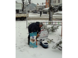 Çan Belediyesi Sokak Hayvanlarını Unutmadı