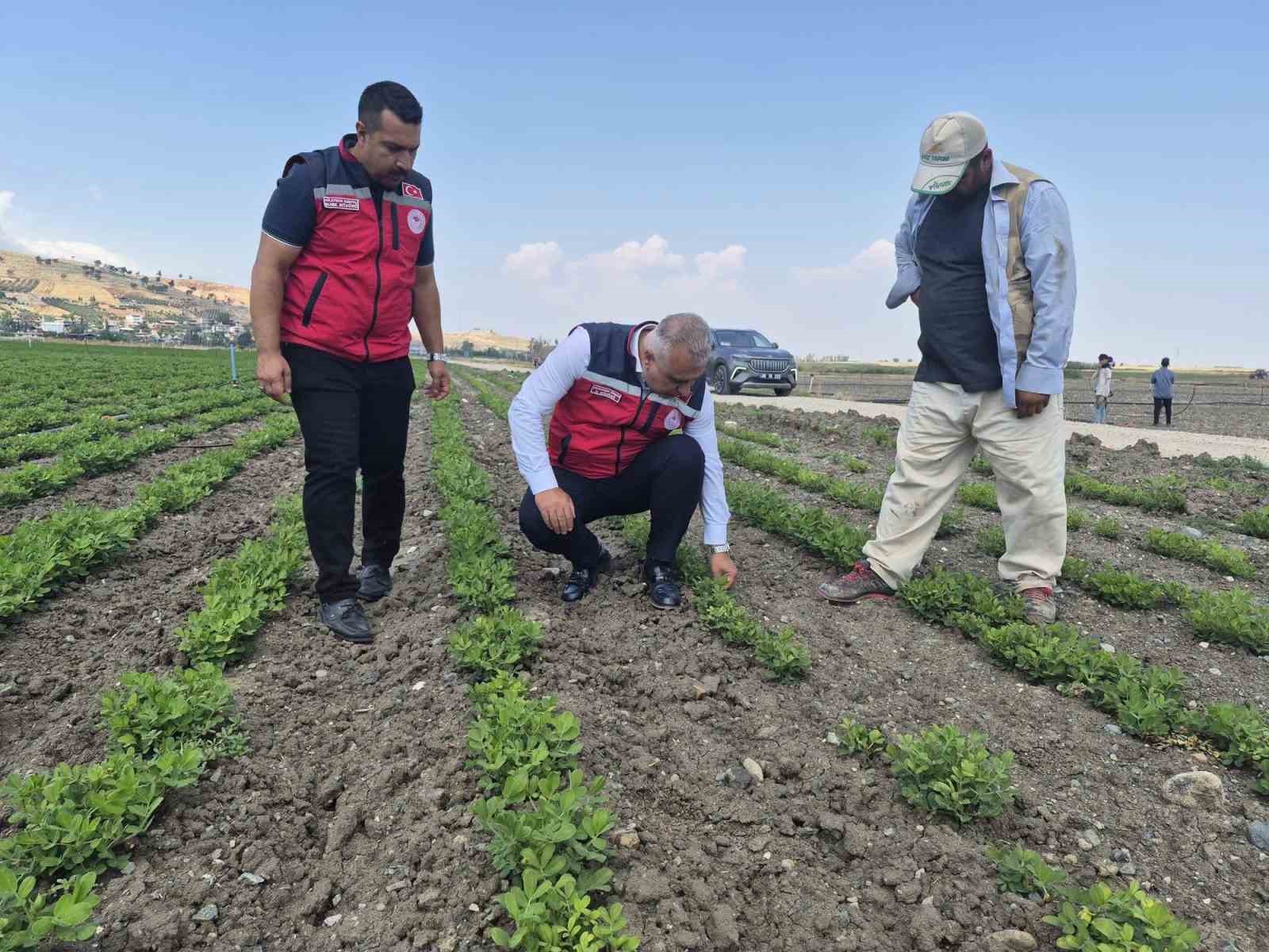 antakya-da-yer-fistigi-uretimi-yapilan-araziler-incelendi