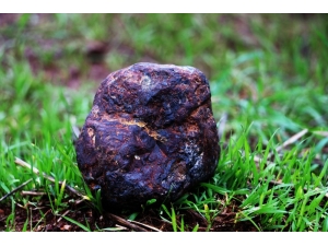 Odun Toplarken Buldu, Fotoğrafını Çekip Bilim Adamlarına Attı