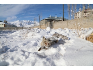 Başkale’de Eksi 20 Derecede Yiyecek Arayan Tilki Dondu