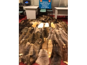 Esenboğa Havalimanında 800 Bin Lira Değerinde Kunduz Postu Ele Geçirildi