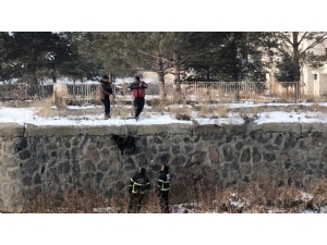 Kars Çayı’nda Mahsur Kalan Köpek Kurtarıldı