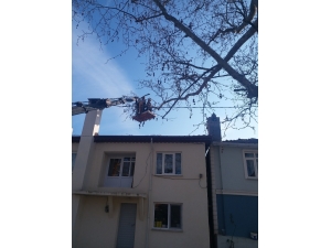 Tekirdağ’da Anıt Ağaçlara Bakım