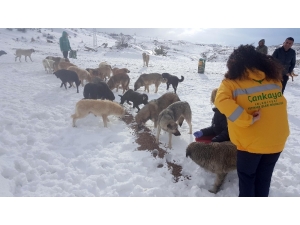 Sokaktaki Canlılara Mama Desteği