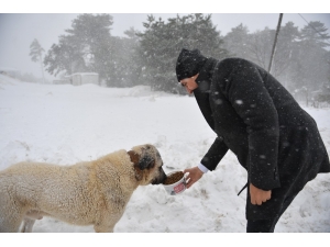 Uludağ’daki Aç Hayvanların İmdadına Osmangazi Yetişti