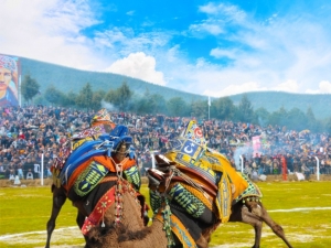 Torbalı’da 4 Yıl Aradan Sonra Develer Sahaya İniyor