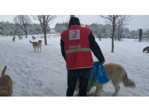 Dpü Kızılay Topluluğu Hayvanlara Yem Bıraktı