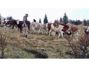 Kayıp İnekler Jandarma Tarafından 7 Kilometre Uzakta Bulundu