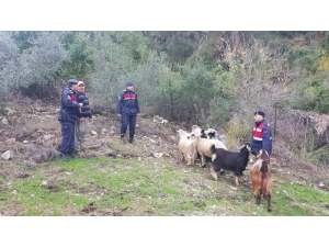 Kayıp Keçileri Jandarma Buldu