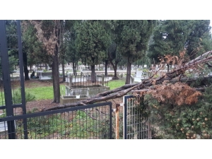 Karacabey’de Fırtına Ağaçları Devirdi